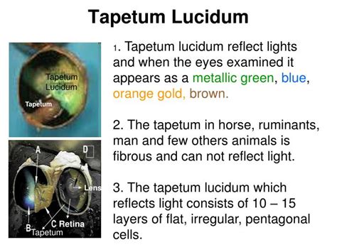 lucidum meaning